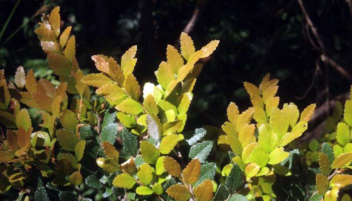 nothofagus M Freestone.jpg